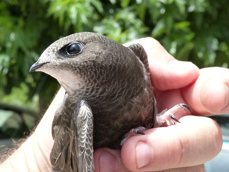 Close up of a swift being held in a hand