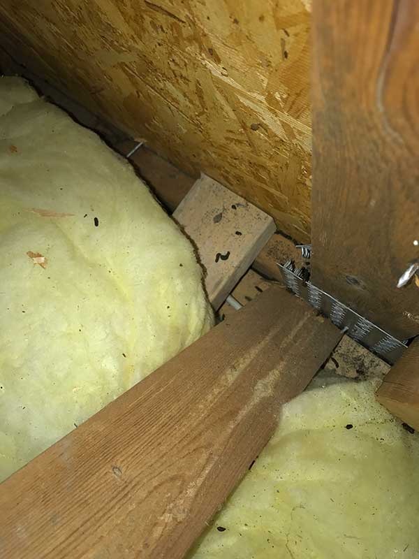 Bat guano in attic insulation
