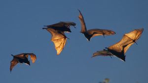 four bats in the sky