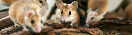 four mice crawling on roof shingles