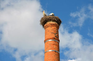 Birds in Your Chimney We Can Help! - Oakland Co MI - Bat Removal & Prevention