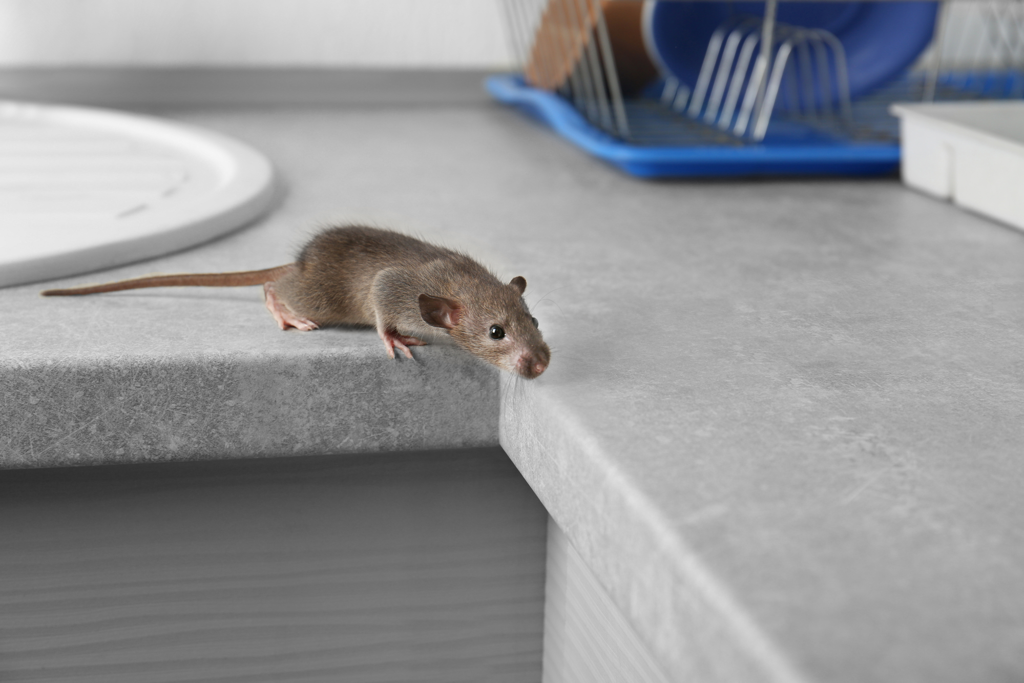 mouse on kitchen counter