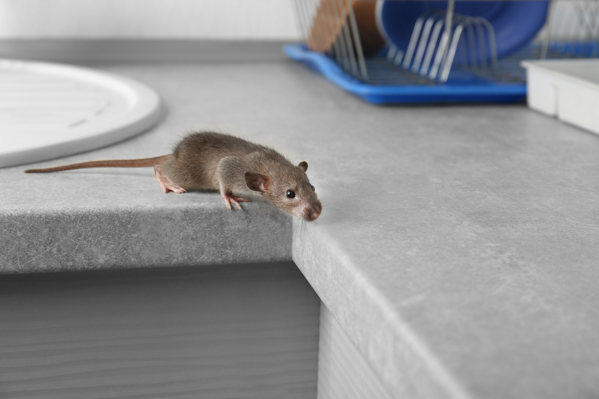 Cute little rat on table near sink mouse on kitchen counter
