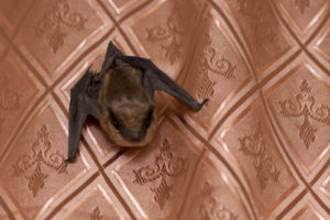 What Damages Do Bats Cause - Oakland CO MI - Bat Removal & Prevention