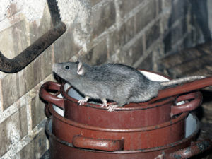 Rat issue