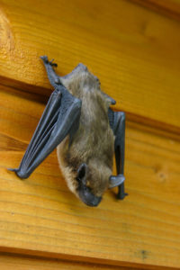 bat clinging to wall