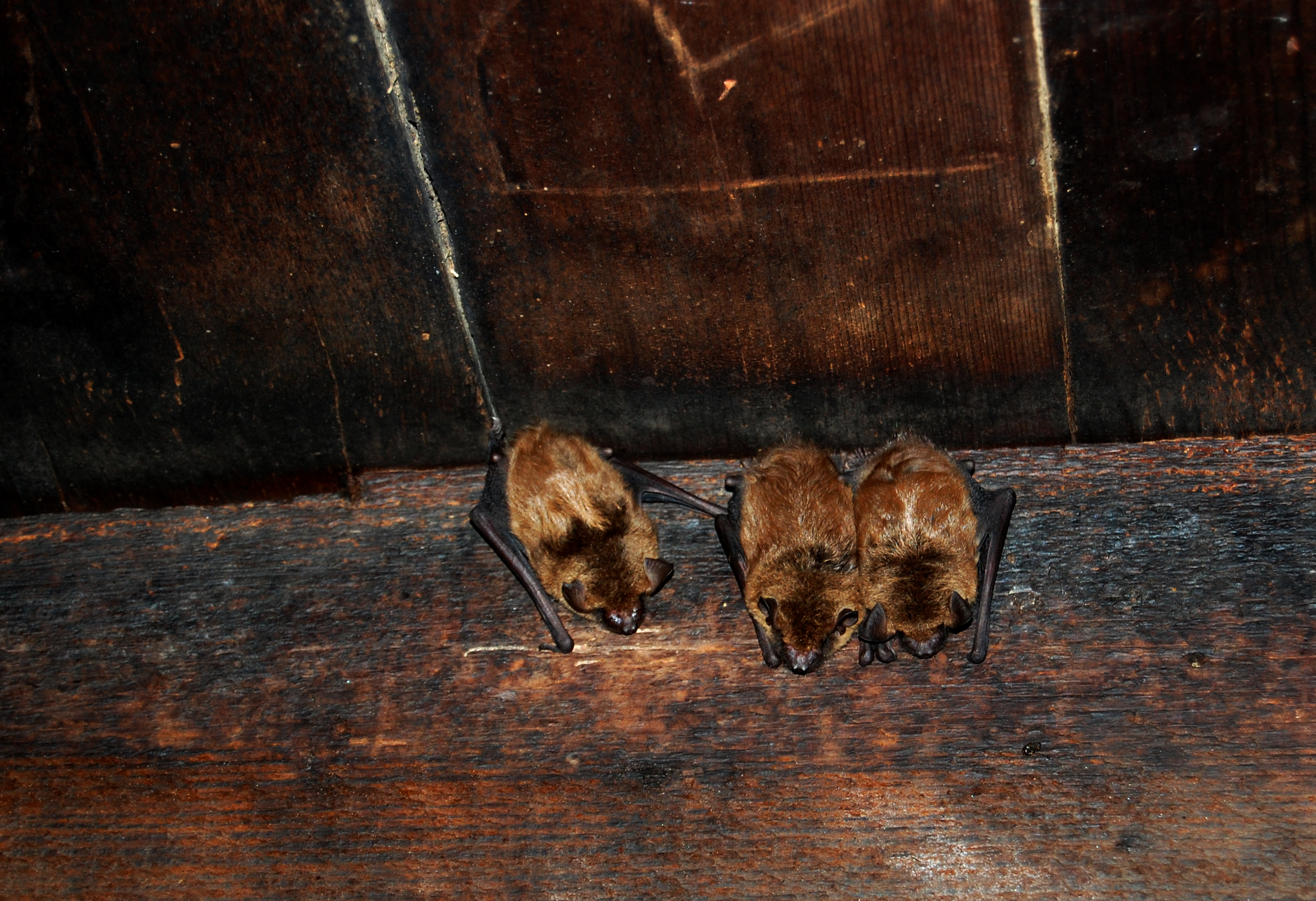 Bats hanging on side of walls