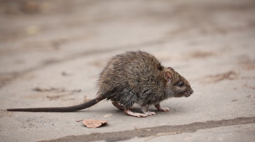 gray rat running