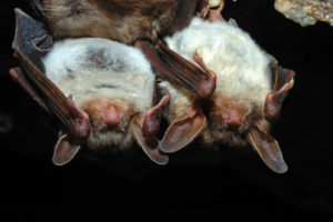 two bats hanging