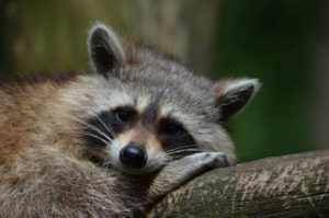 raccoon laying on tree branch