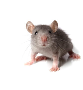 Signs of a Rodent Infestation - Oakland CO MI - Bat Removal & Prevention mouse