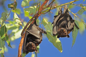 bats in trees