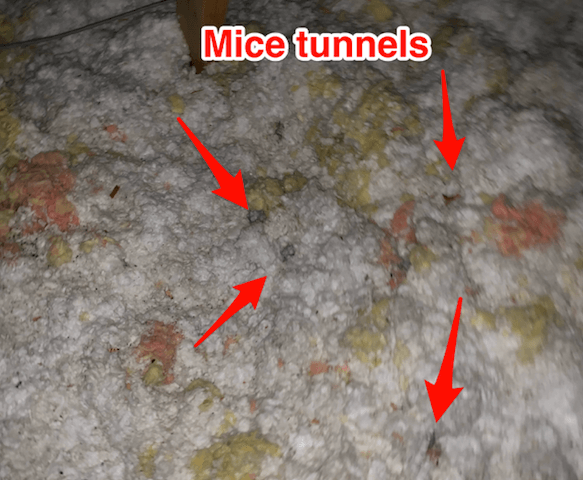 My Bat Guy Original Photo of Mice/Rodent Proofing mice tunnels in insulation