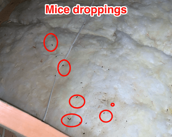 mice droppings on attic insulation