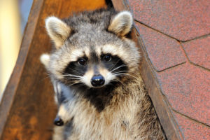 raccoon in house