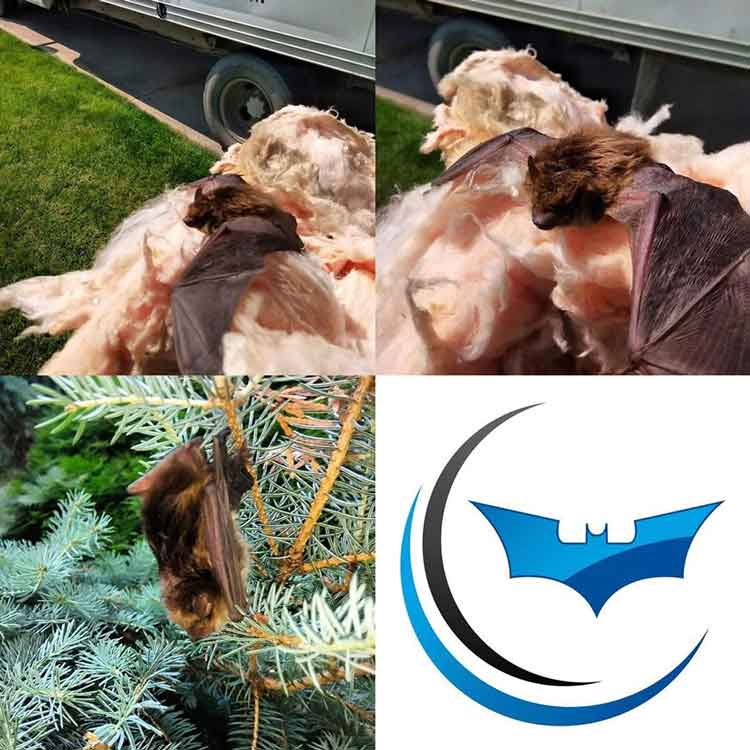 Collage of bats perched on attic insulation being taken outside for humane release