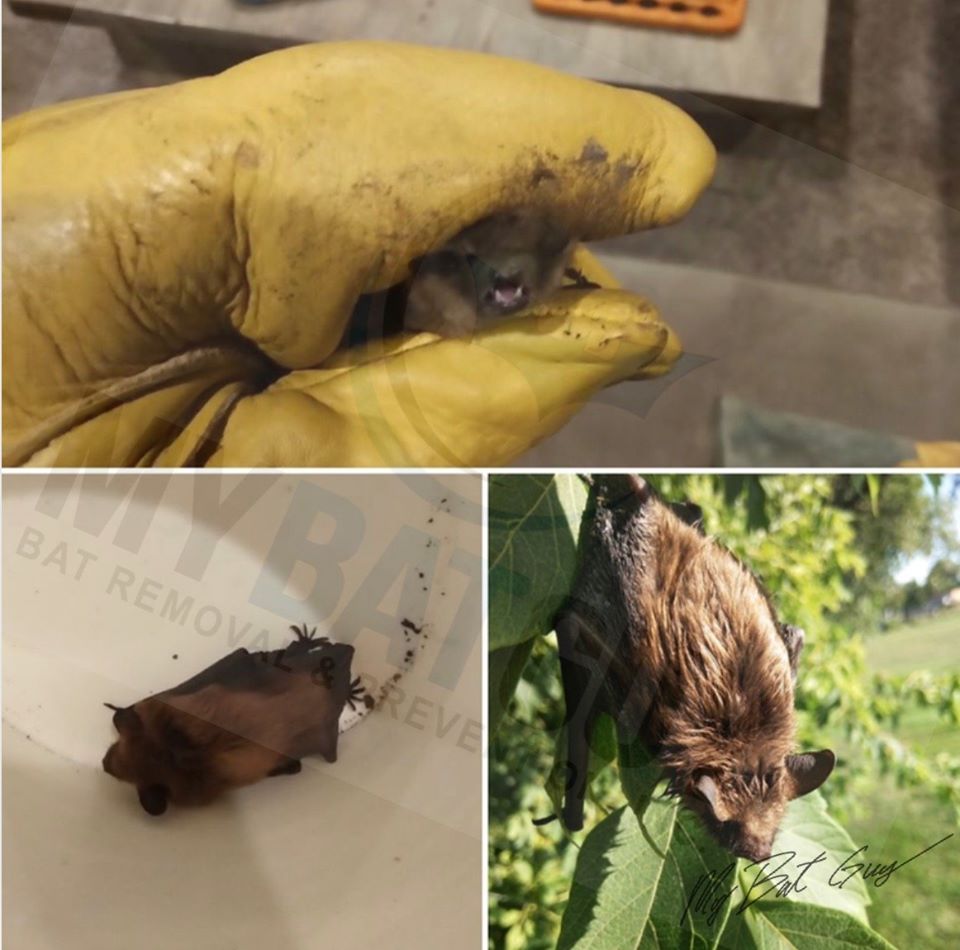 Collage showing bats being humanely removed and released