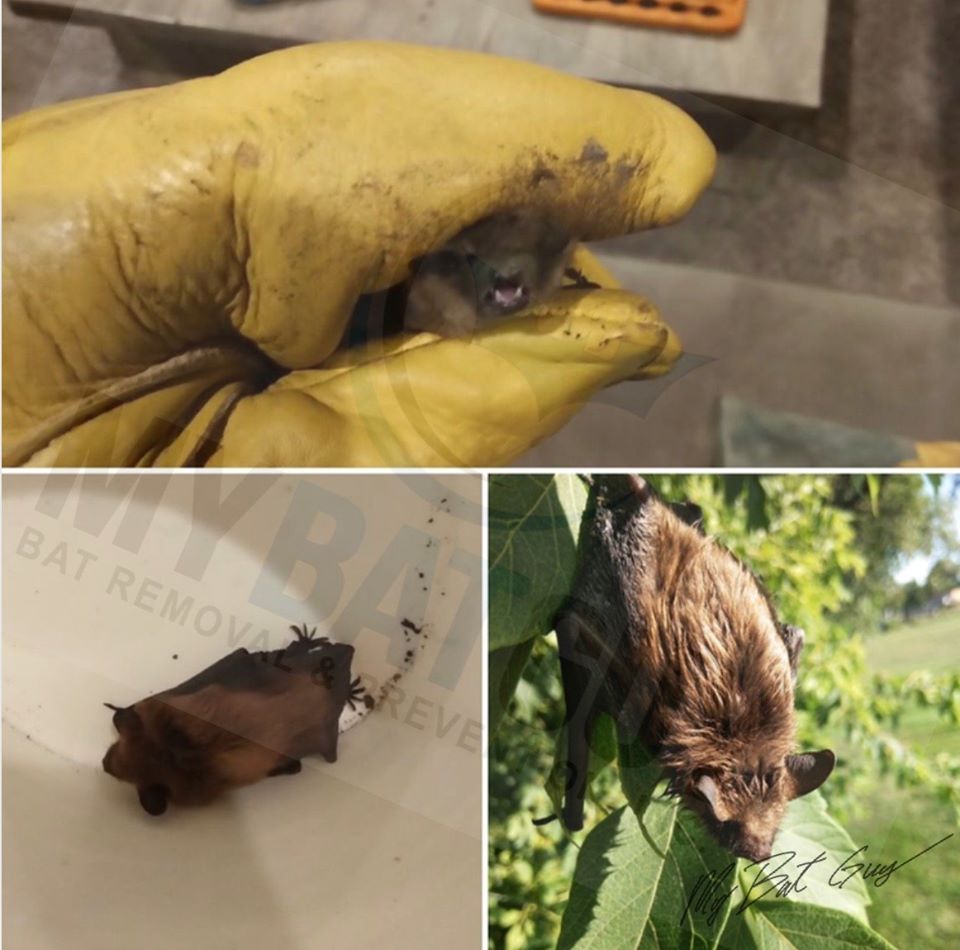 My Bat Guy Original Photo of Bat Removal Collage showing bats being humanely removed and released