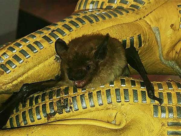 Close up of technician holding a removed bat in his gloved hands 