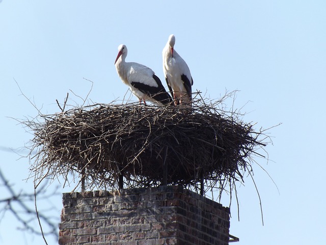 two birds perched in their nest atop a chimney