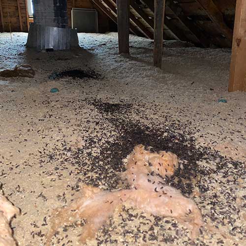 My Bat Guy Original Photo of Guano in Attic Prior Before Restoration Attic insulation covered in guano prior to attic restoration