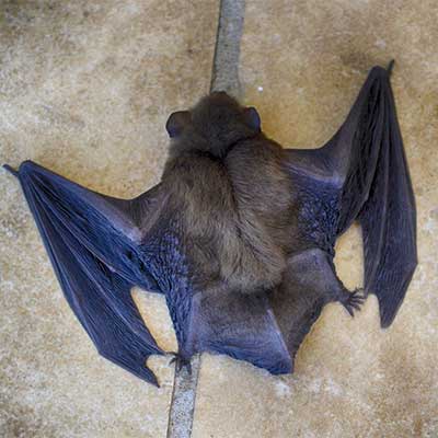 Close up view of a bat clinging to a surface