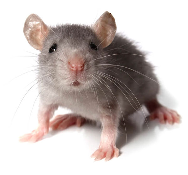 Stock mouse photo