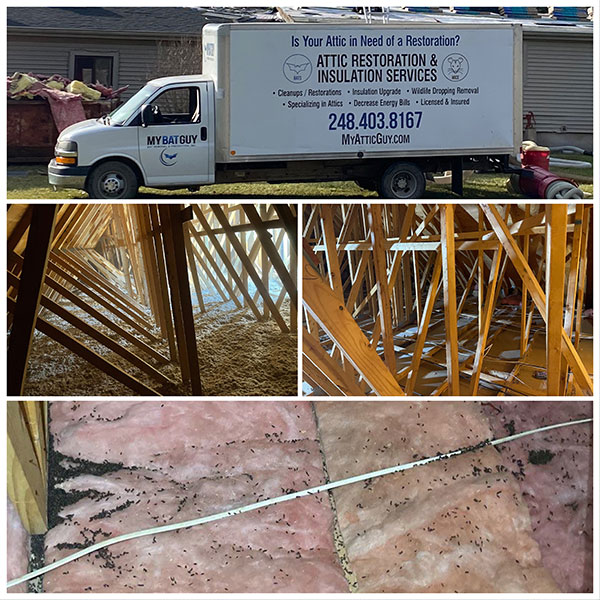 Collage with My Bat Guy service truck,  attic beams, and attic insulation showing rodent droppings