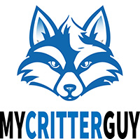 My Critter Guy-logo Blue outline of a raccoon with the words "My Critter Guy" underneath